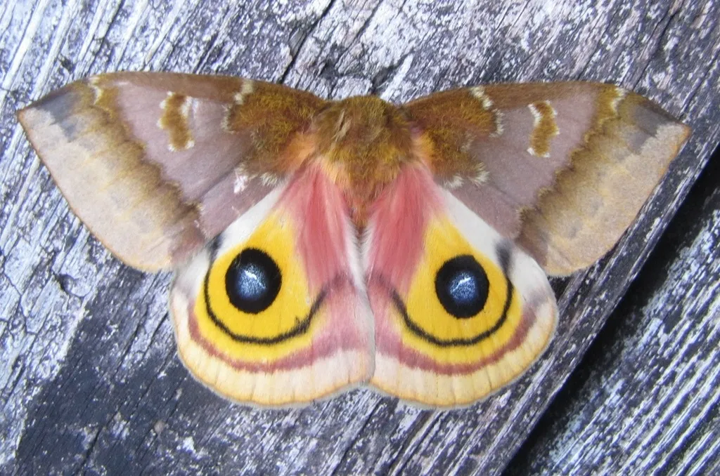 Adult Io moth with wings spread showing large eyespot markings on the hindwings