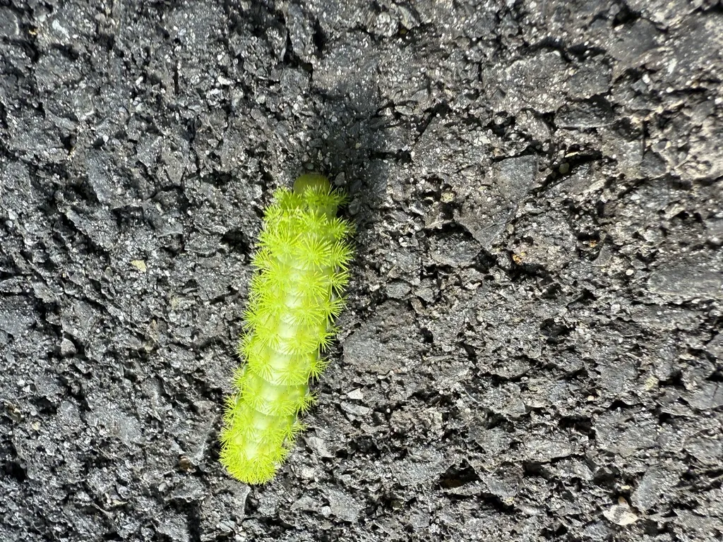 Green Io moth caterpillar crawling on pavement showing spiny body segments and lateral stripe