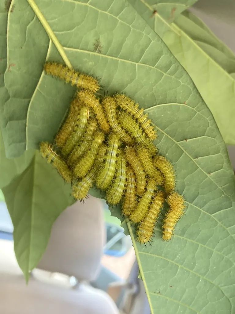 Cluster of young Io moth caterpillars feeding together on a leaf in their gregarious early stage