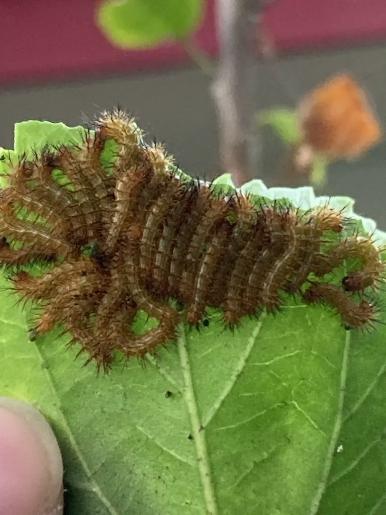 Early instar Io moth caterpillars with reddish-brown coloring and visible spines feeding on a leaf