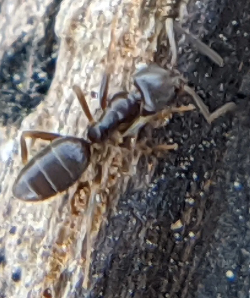Ant foraging along tree bark near a Jessup Maryland suburban home
