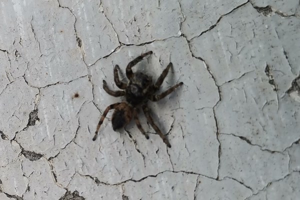 Jumping spider on textured surface
