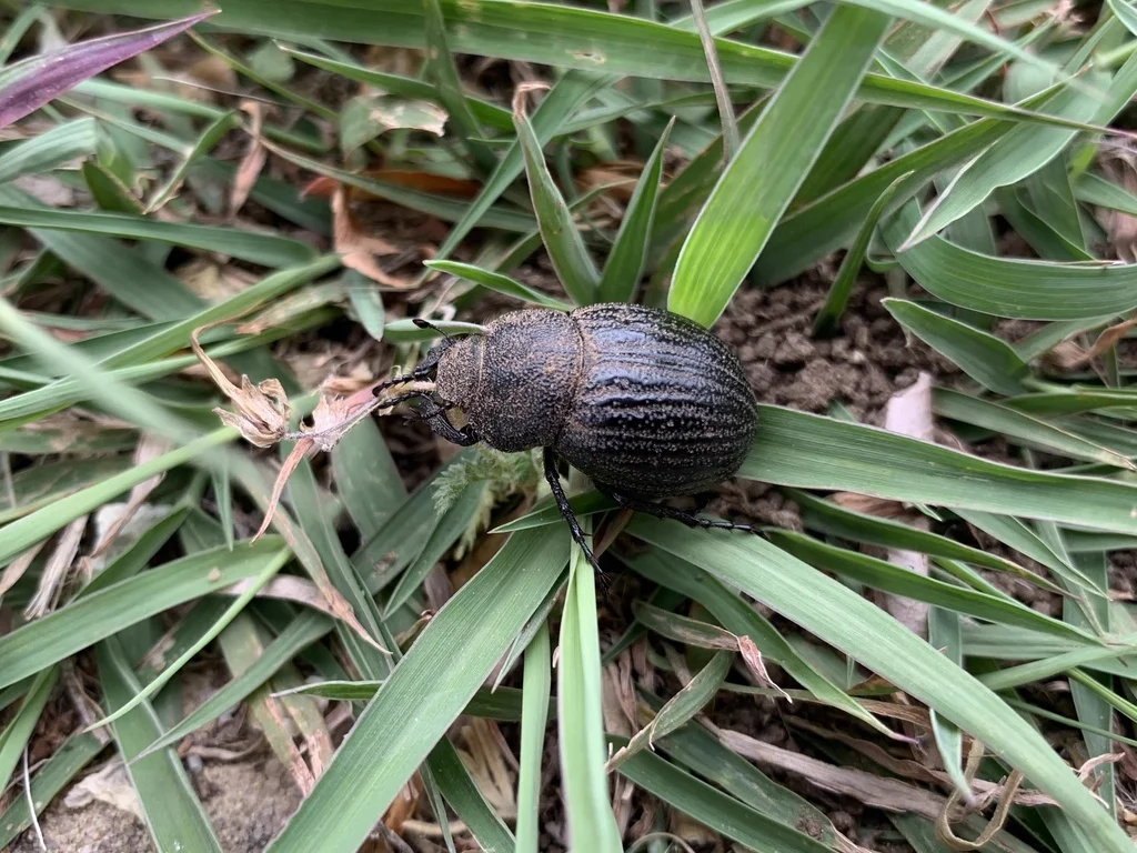 June bug crawling through grass blades in its natural habitat