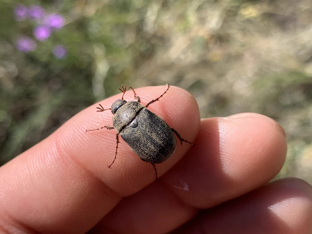 June bug resting on a human finger showing relative size comparison