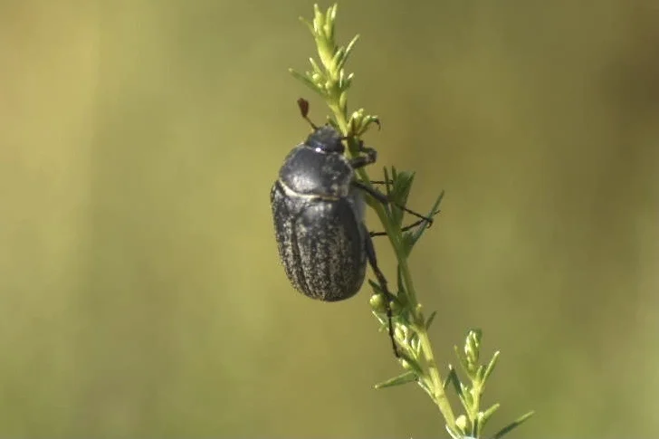 June bug clinging to a plant stem with soft green background