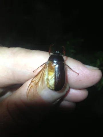 Reddish-brown June bug held between fingers showing typical coloring