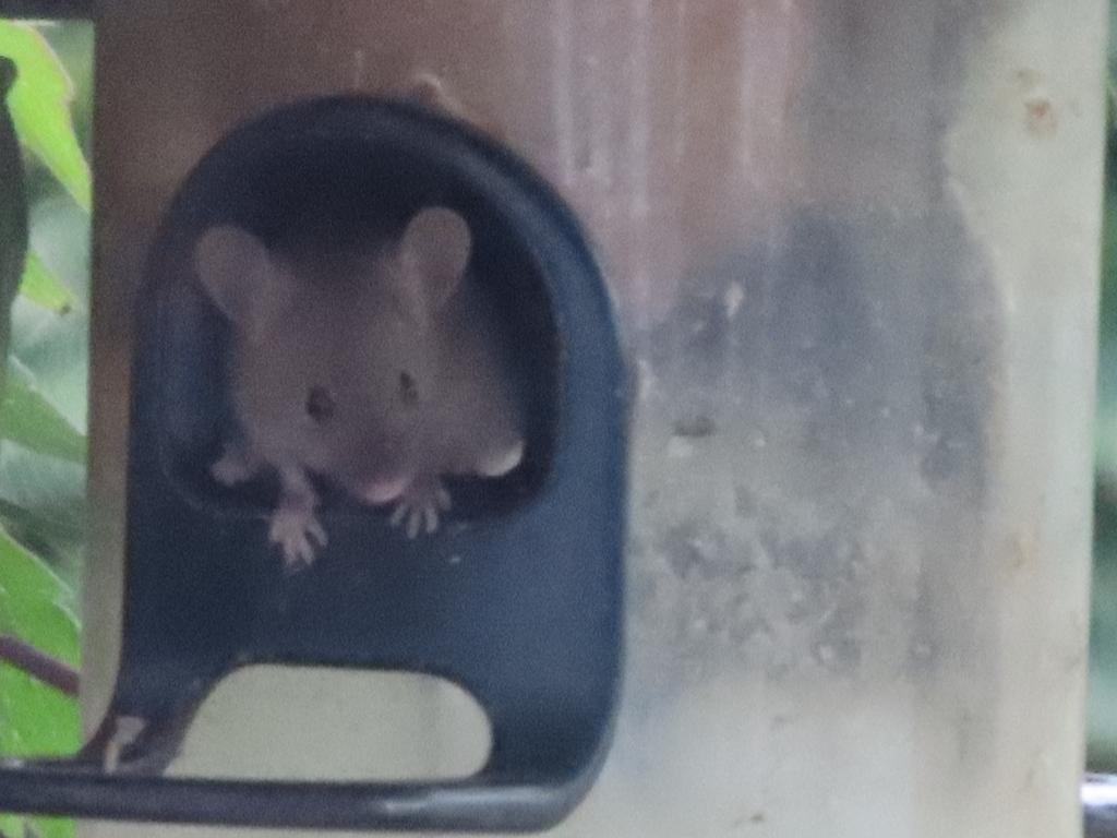 House mouse sheltering in an outdoor structure at a Kensington Maryland property