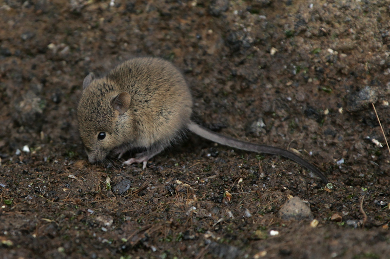 House mouse on the ground near a Kensington Maryland home foundation