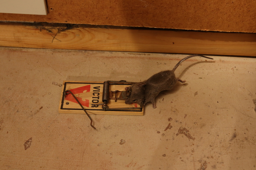 House mouse caught on a snap trap set inside a Kensington Maryland home