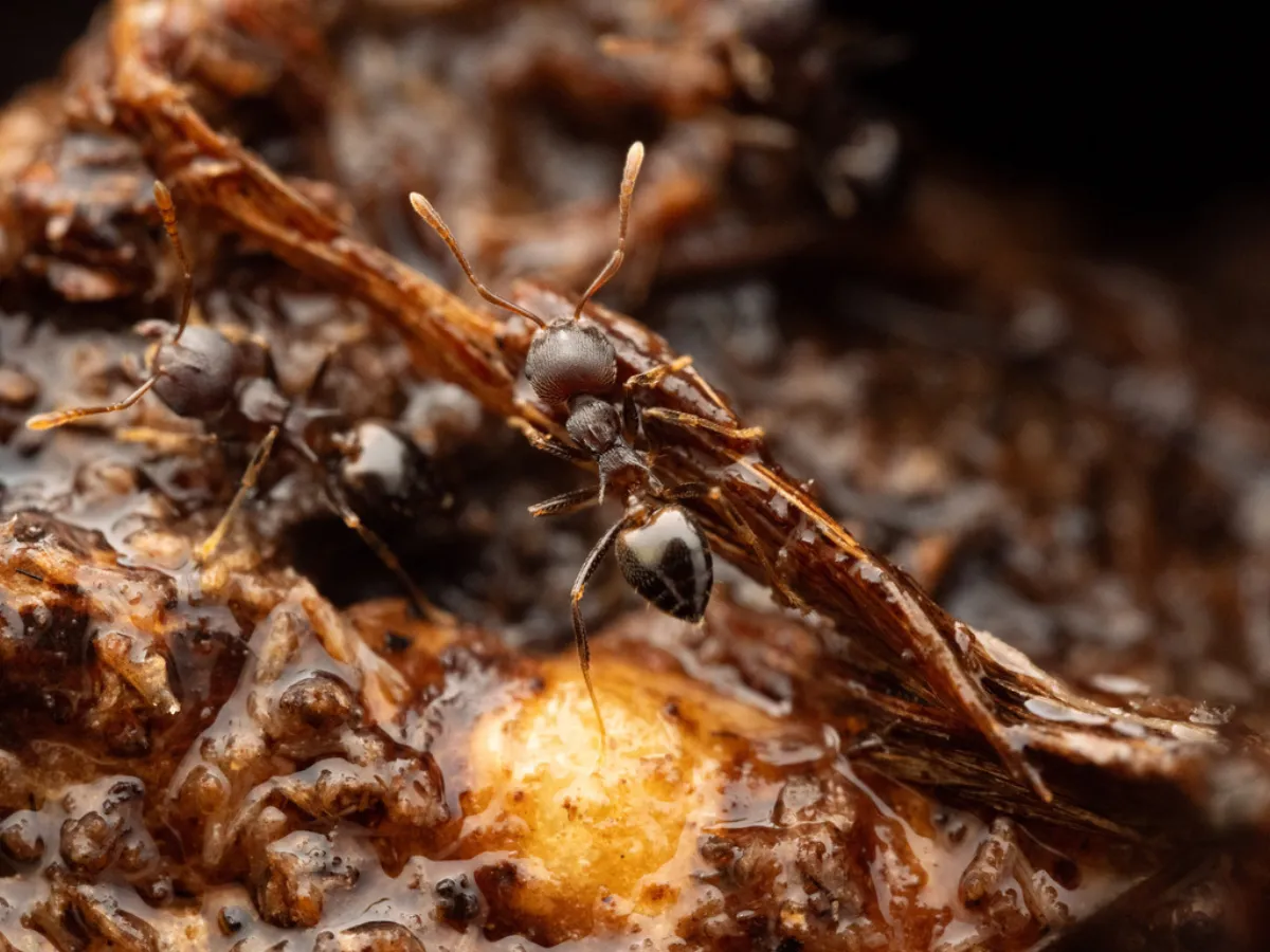 Acrobat ants nesting inside a hollow in decayed wood, the kind of damage found on older La Plata homes