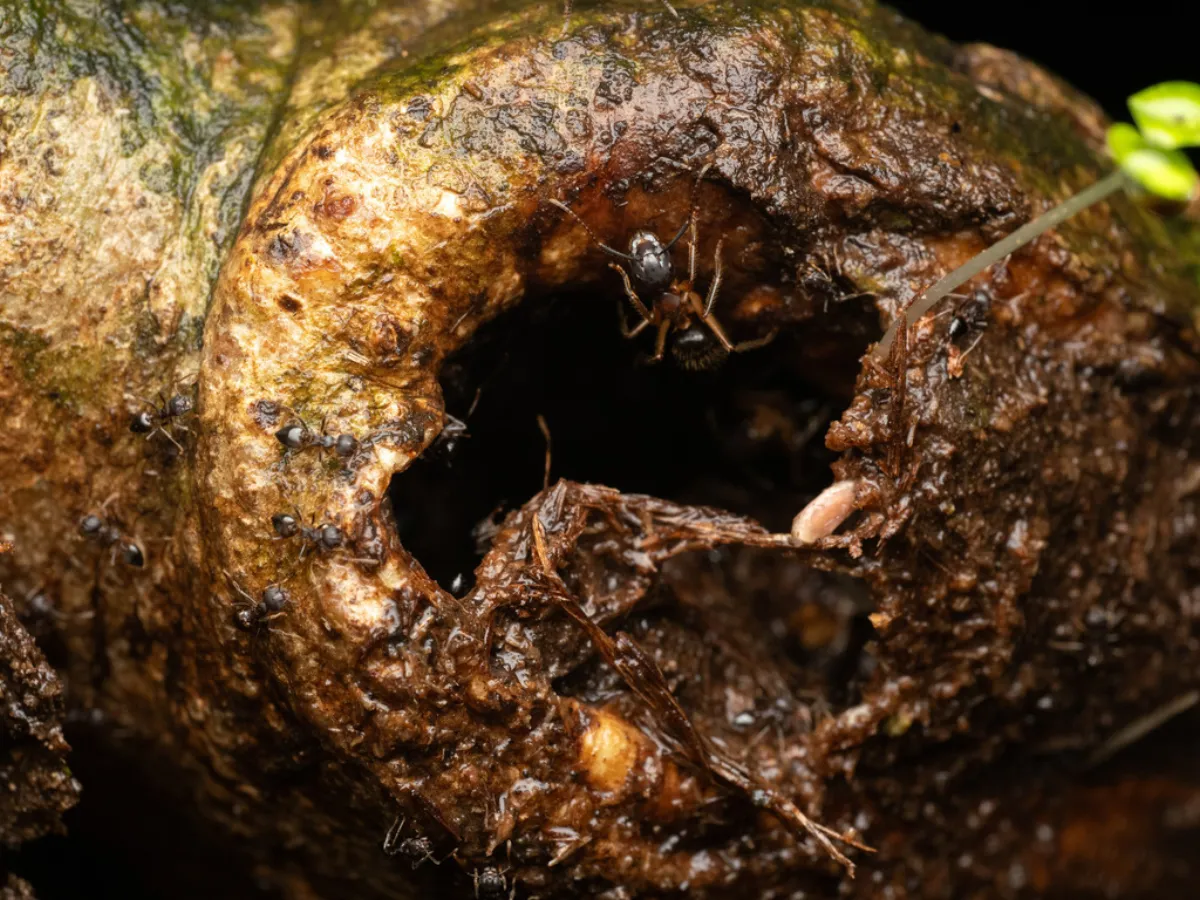 Acrobat ants moving through rotting wood at a property in La Plata, Maryland
