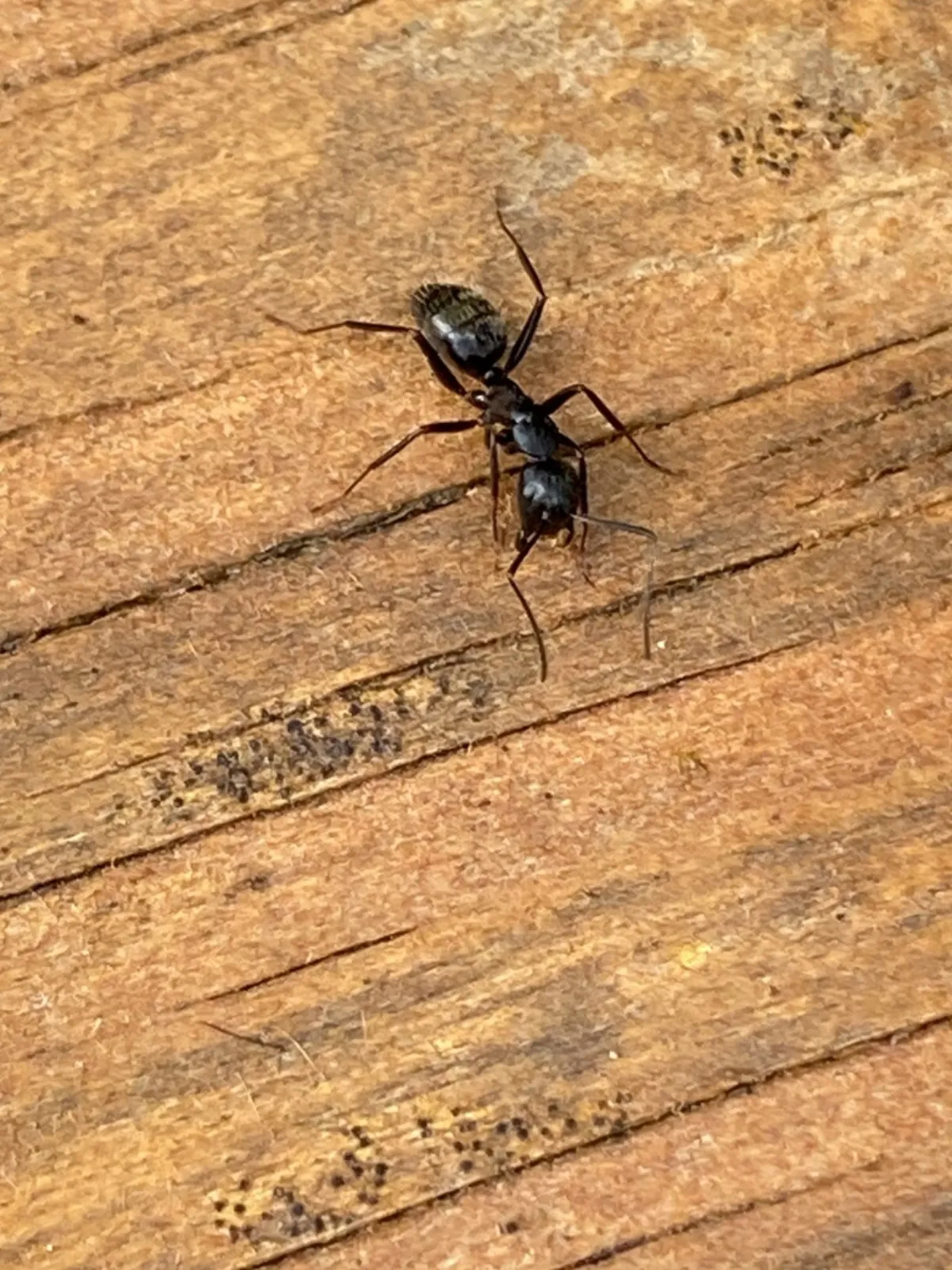 Eastern black carpenter ant crossing a weathered deck board at a La Plata, Maryland home