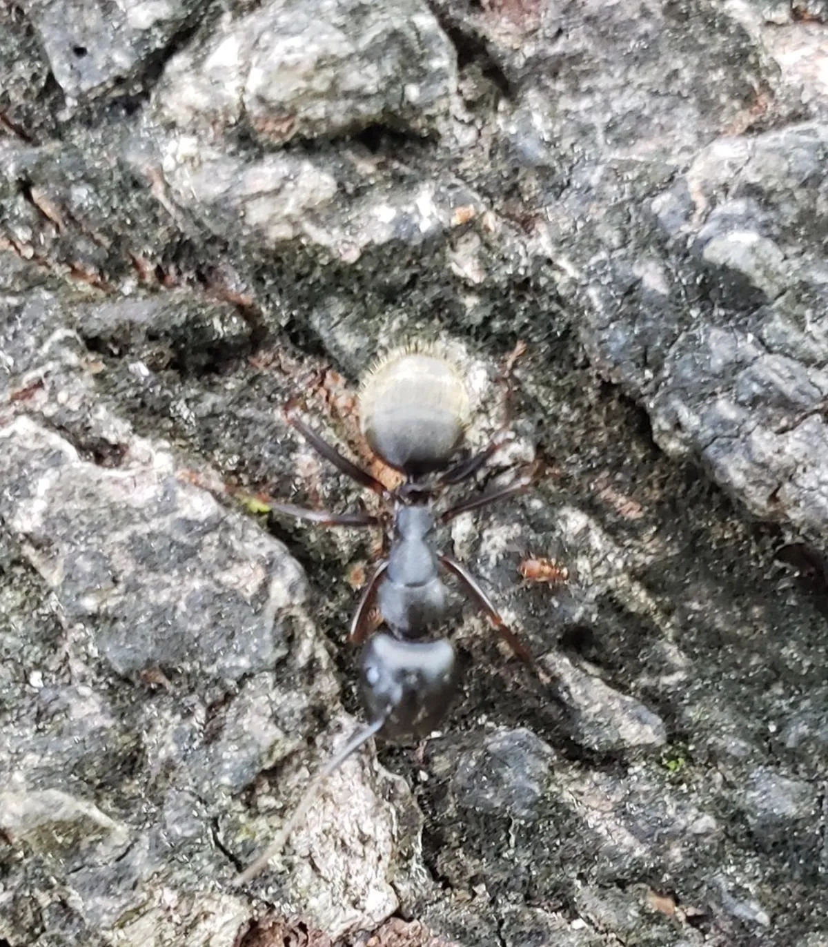 Eastern black carpenter ant on tree bark, common on wooded lots around La Plata, Maryland