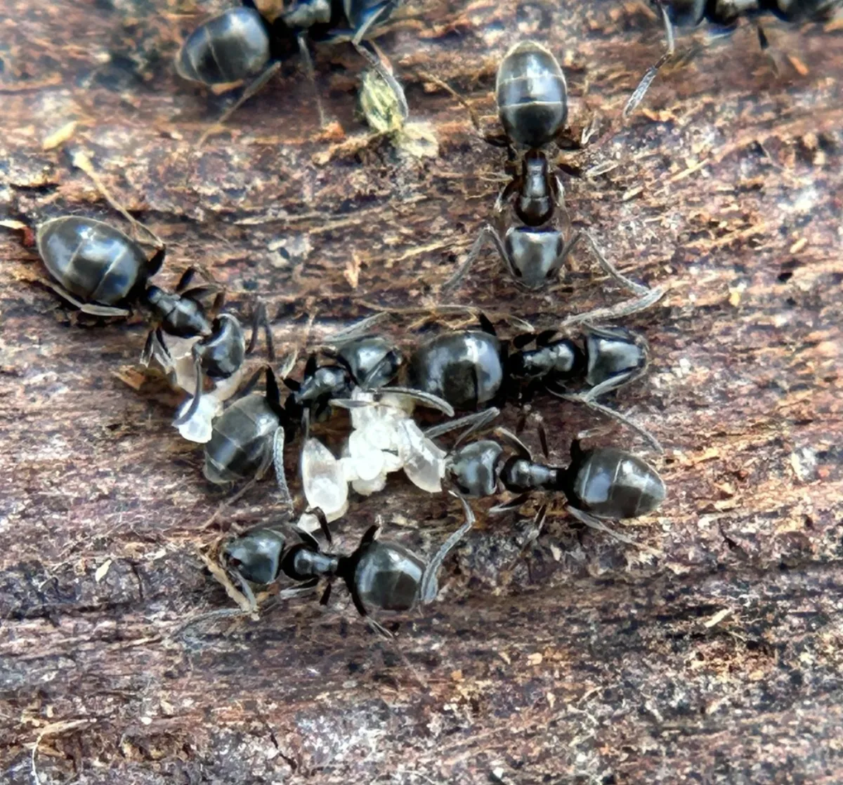 Cluster of odorous house ants with their white brood under damp wood near a La Plata, MD foundation