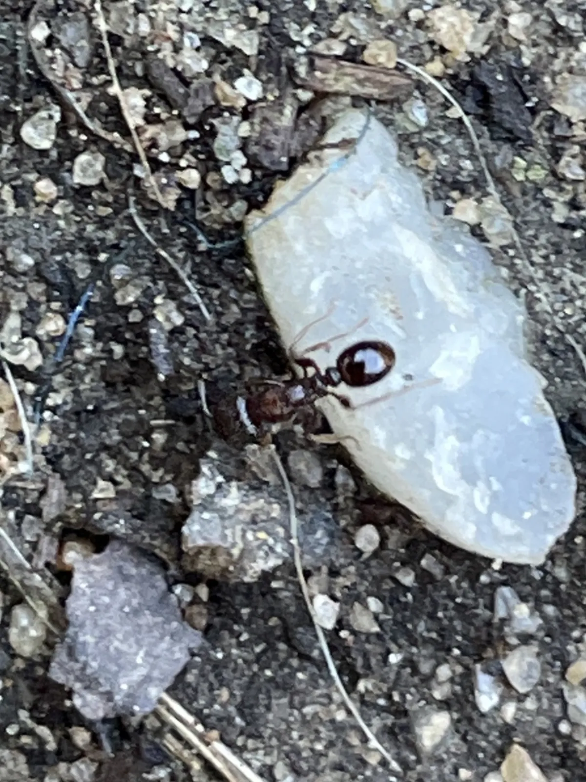 Pavement ant carrying food across gravel beside a driveway in La Plata, Maryland