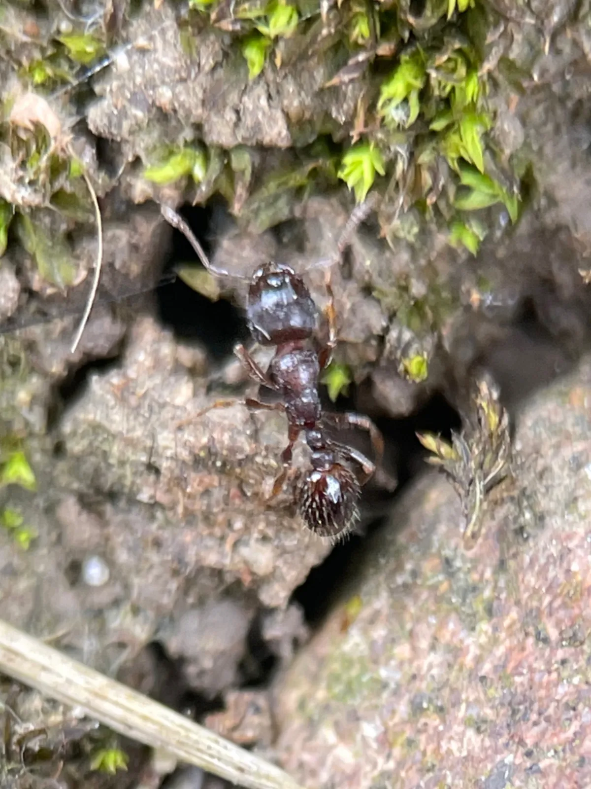 Pavement ant at its nest opening in soil next to a stone in La Plata, MD