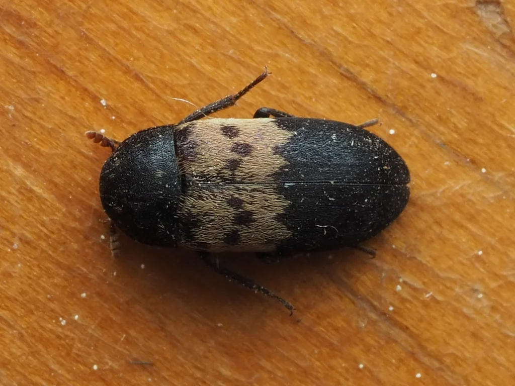 Adult larder beetle on a wooden surface showing the characteristic pale band across the wing covers