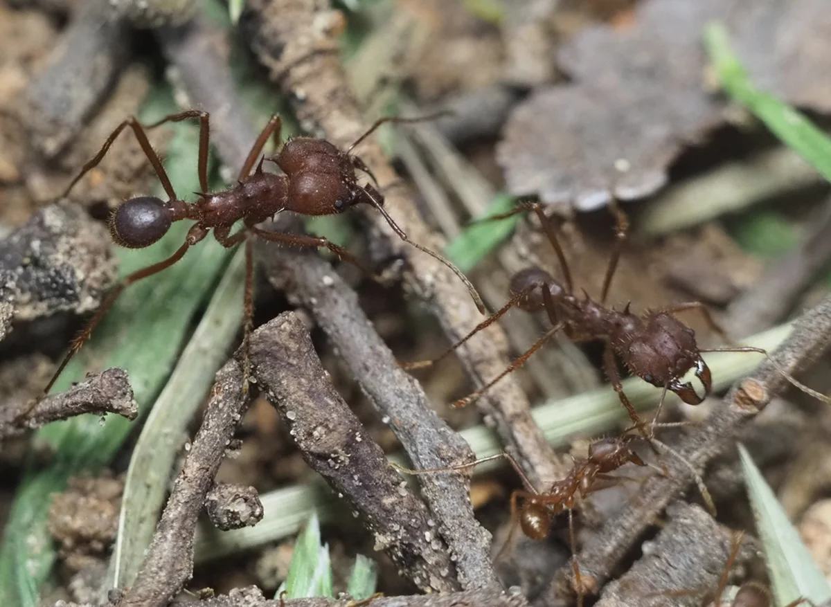 Multiple leafcutter ants working together on the forest floor
