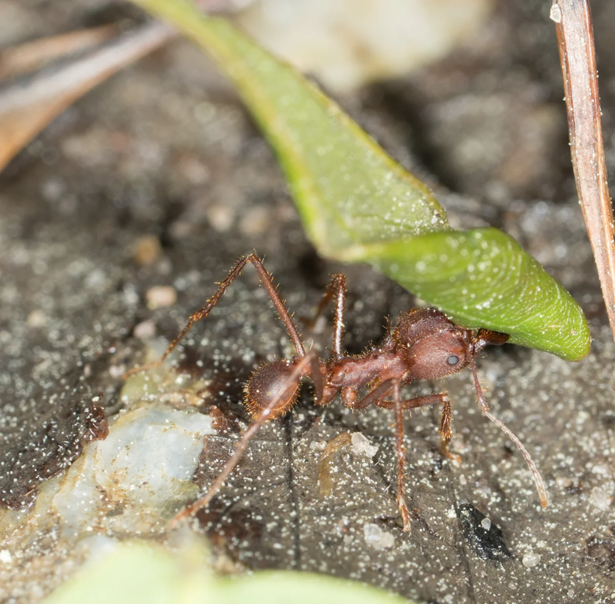 Detailed view of a leafcutter ant worker showing body structure and leaf cutting