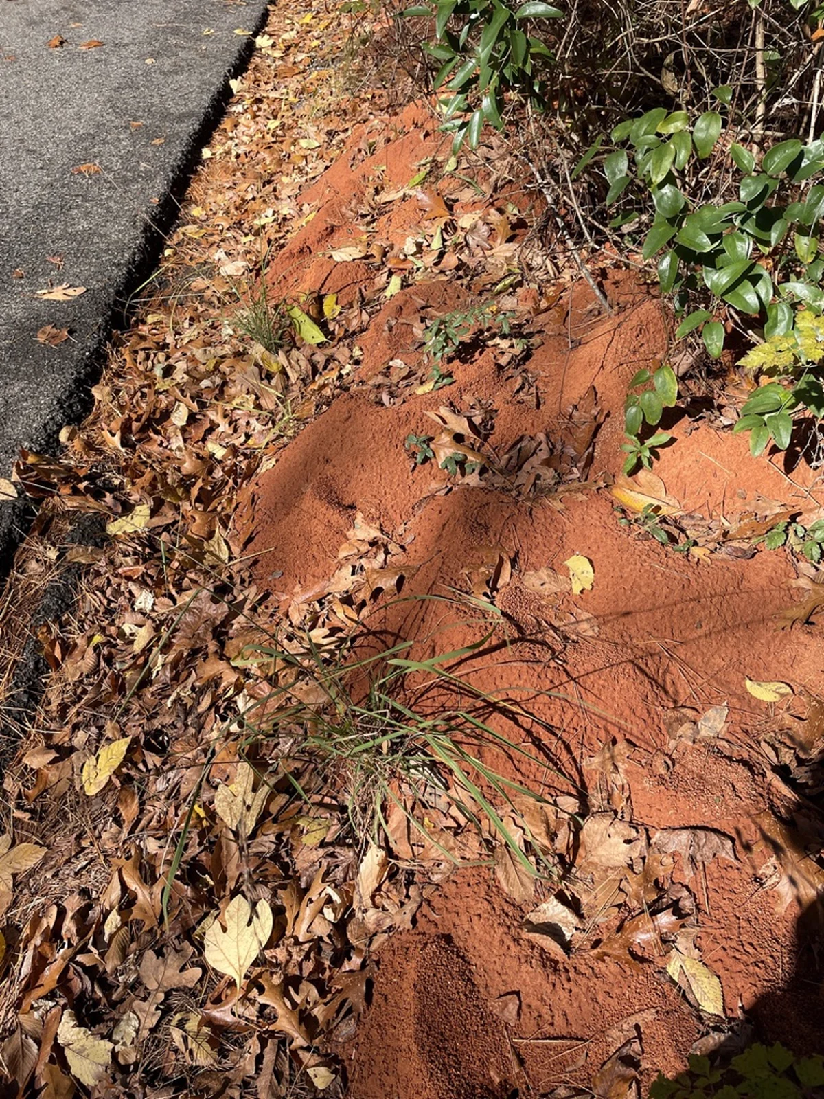 Large leafcutter ant nest mound showing characteristic reddish soil excavation