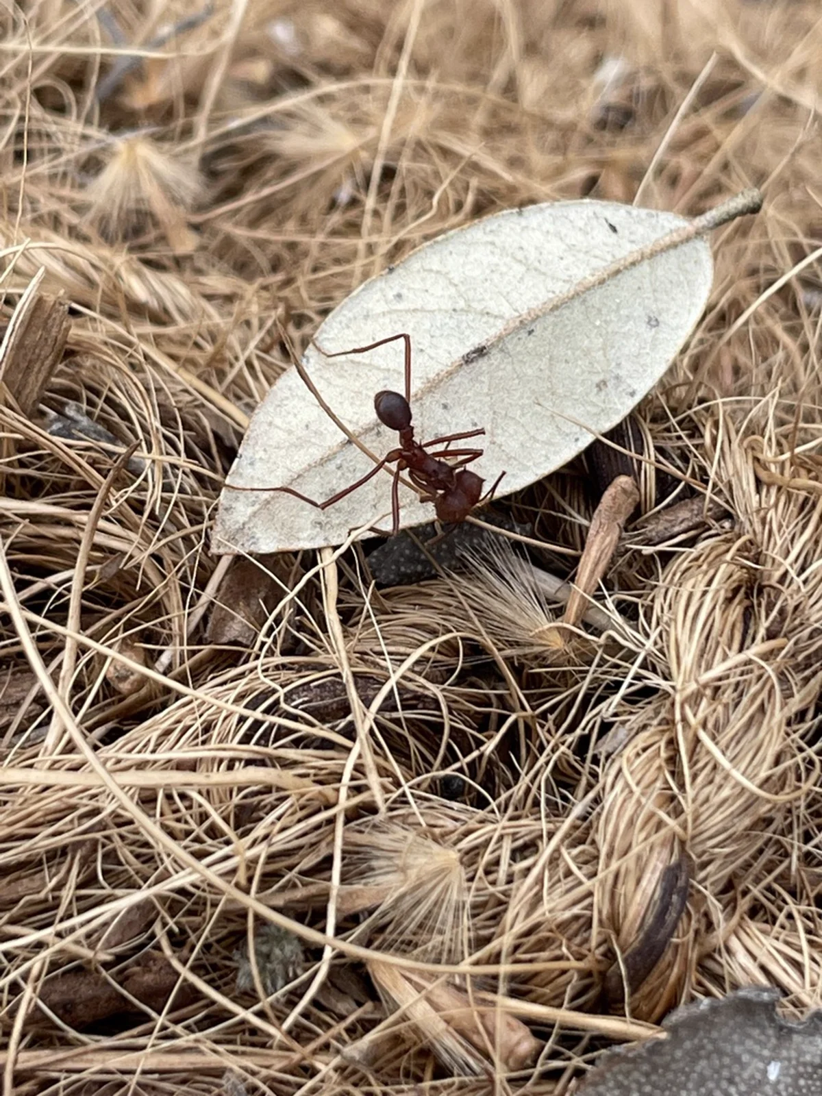 Leafcutter ant transporting a large leaf fragment on pine needle litter