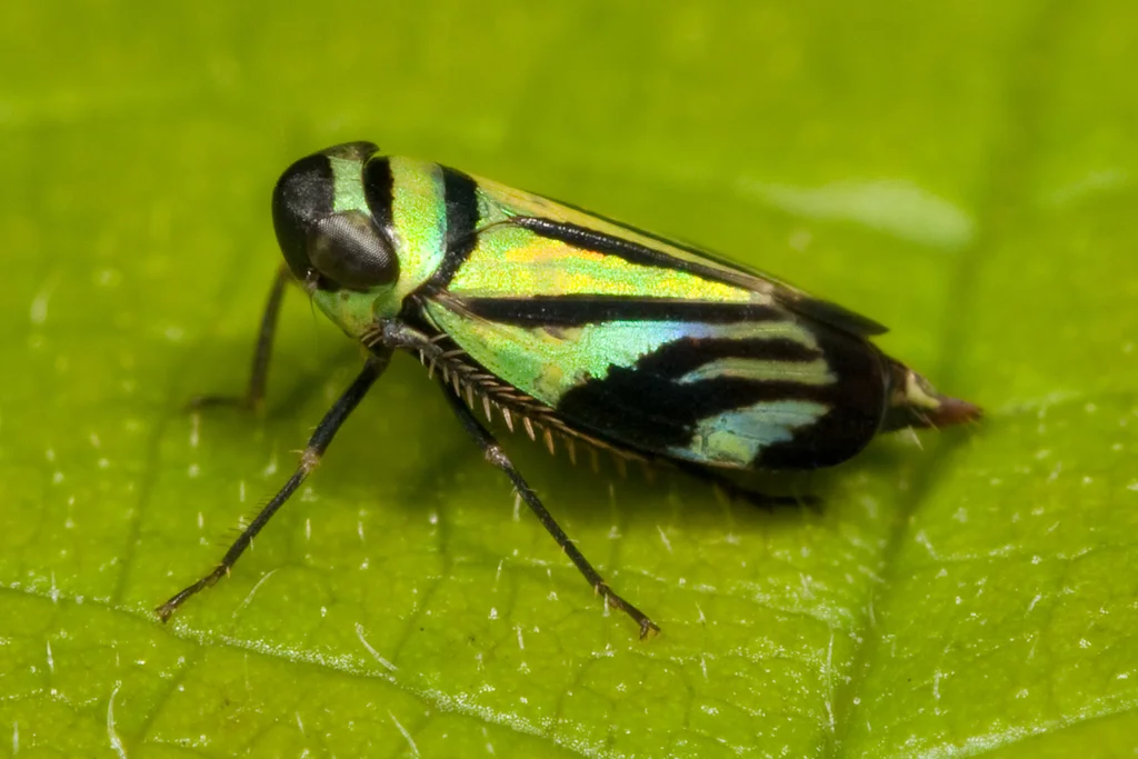 Green and yellow striped leafhopper displaying characteristic coloration and body shape