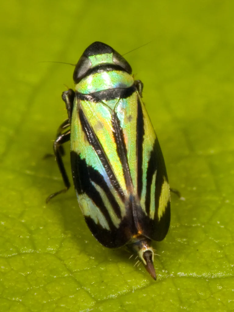 Top-down view of leafhopper showing iridescent wing pattern