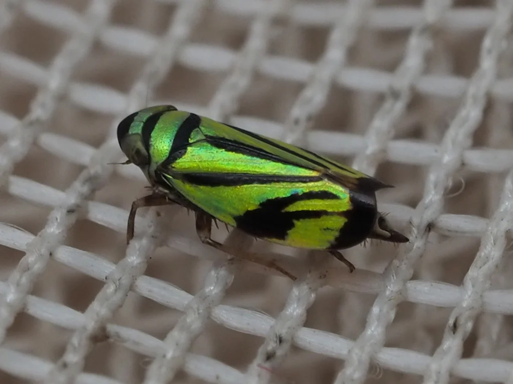 Bright green and black striped leafhopper species on textured surface
