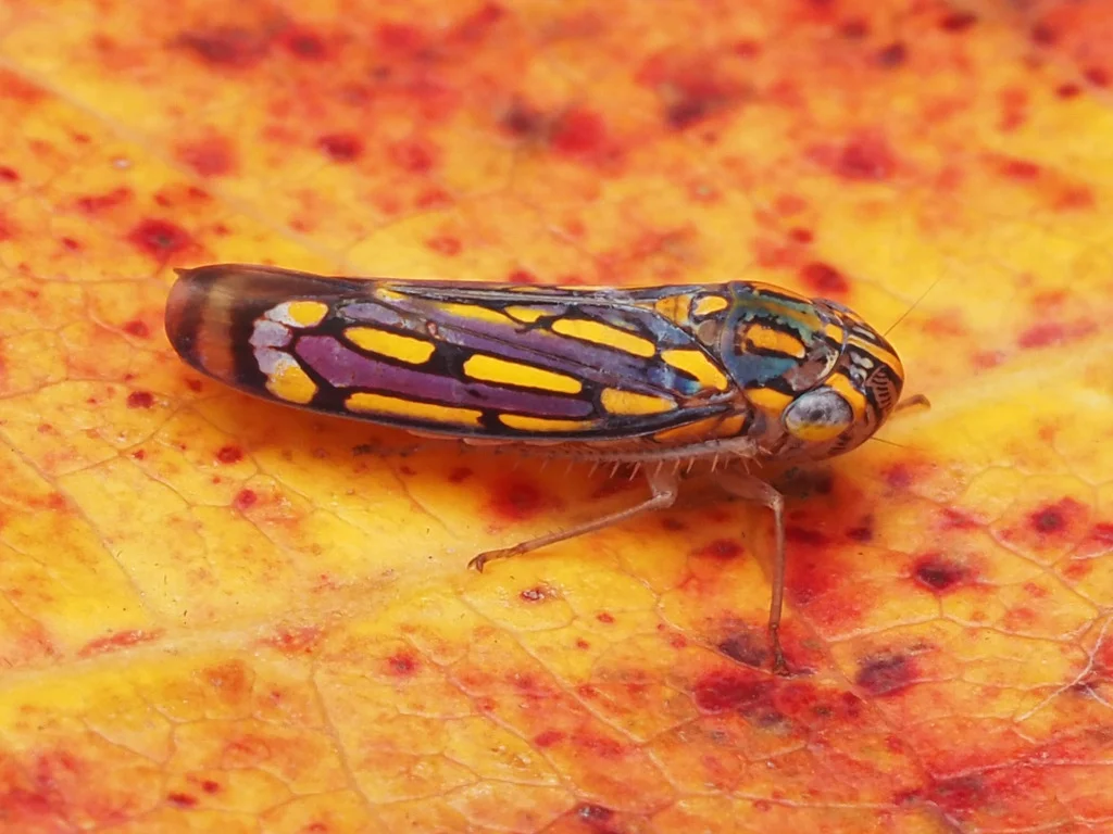 Colorful leafhopper on autumn leaf showing yellow and purple markings