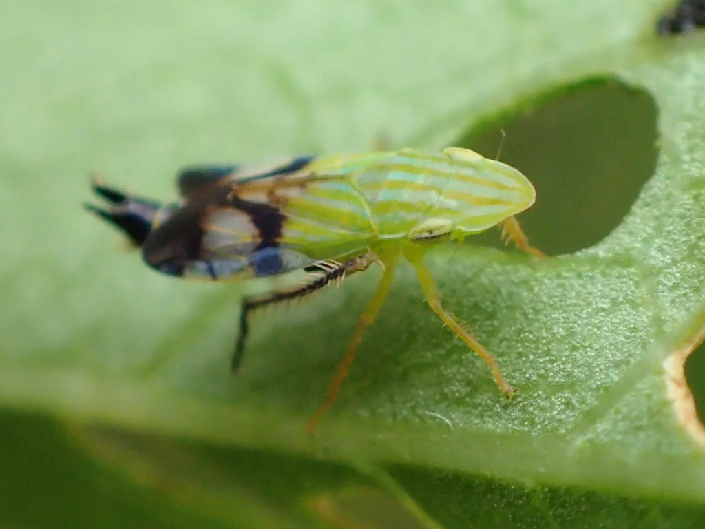 Leafhopper nymph displaying pale green coloring typical of immature stages