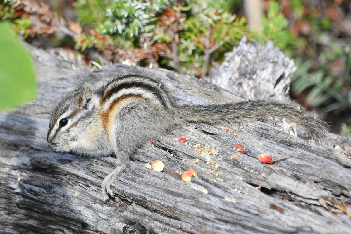 Least chipmunk foraging on a fallen log in natural habitat