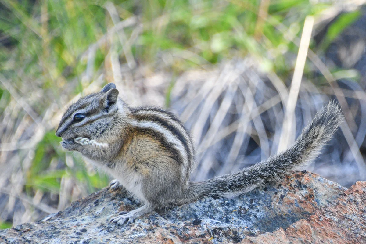 Least chipmunk in profile view showing full body and bushy tail