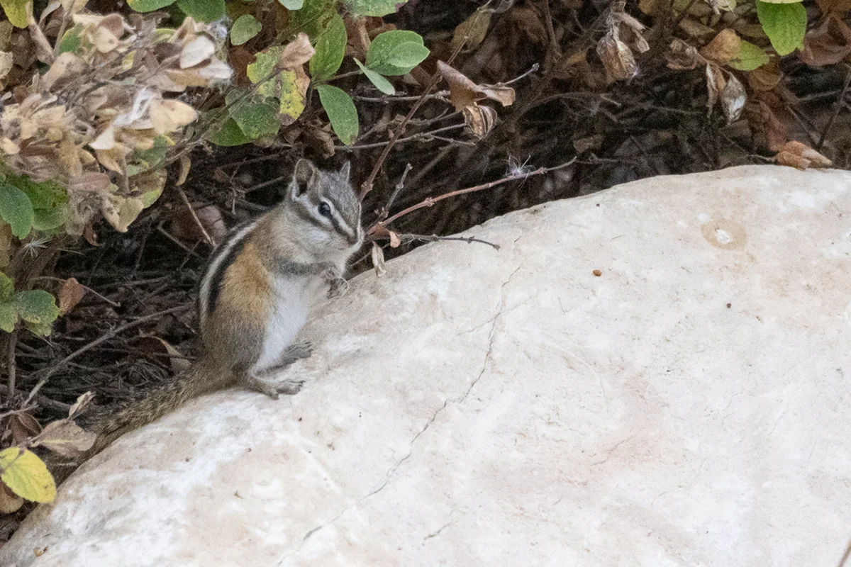 Least chipmunk perched on a white rock showing full body
