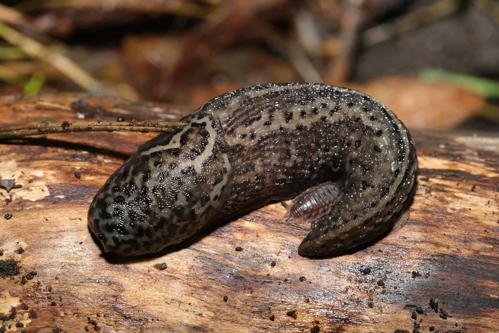 Side profile of leopard slug on decaying log displaying characteristic gray and brown coloration