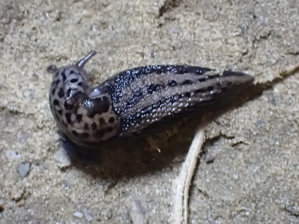 Leopard slug on concrete surface with visible tentacles and respiratory pore
