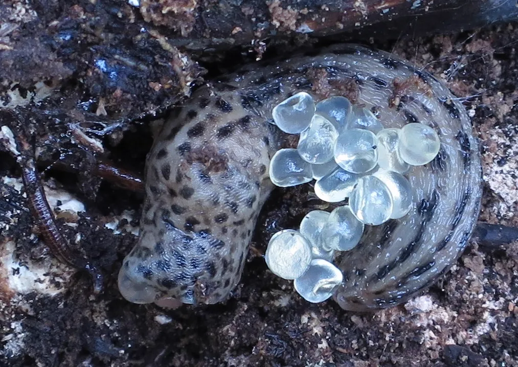 Leopard slug with cluster of translucent eggs showing reproduction behavior
