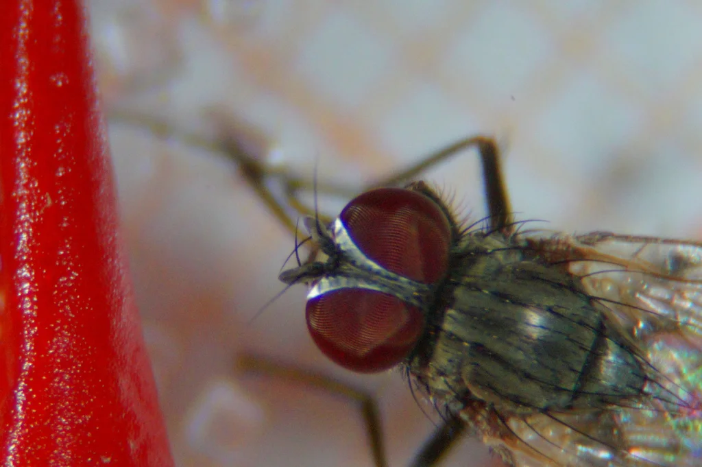 Front view of a lesser house fly showing large compound eyes and slender body