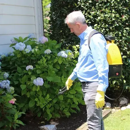Technician dusting high exterior corners for pests