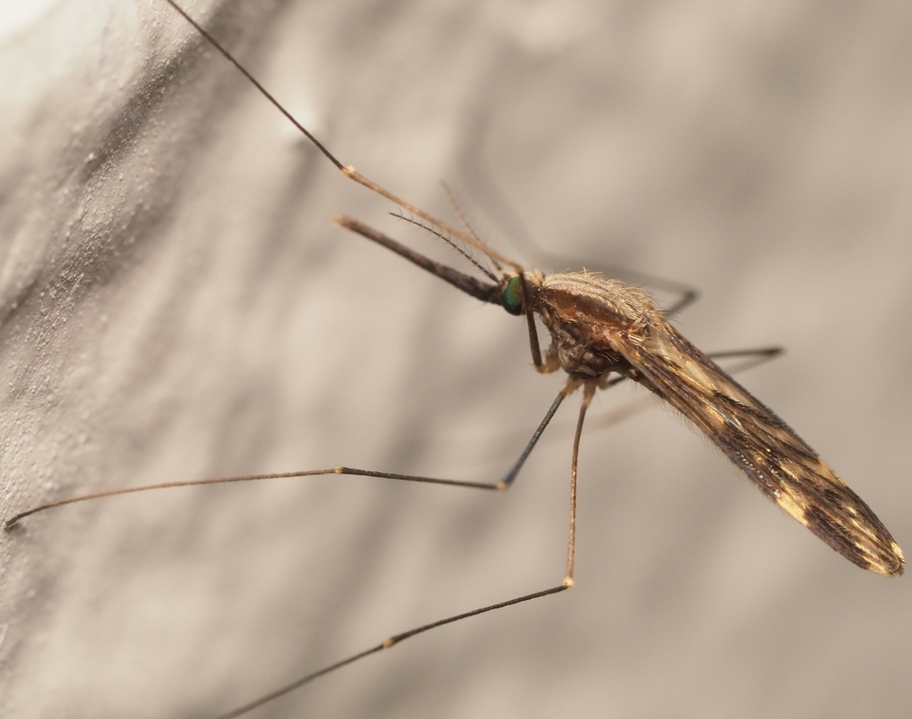 Mosquito specimen commonly found near Falls Church stormwater areas and stream corridors