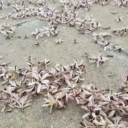 Spring blooms framing a historic Alexandria home