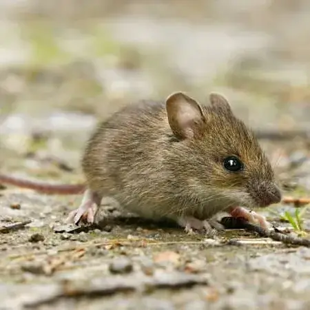 Rodent bait station anchored along exterior