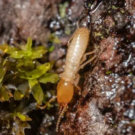 Termite control treatment