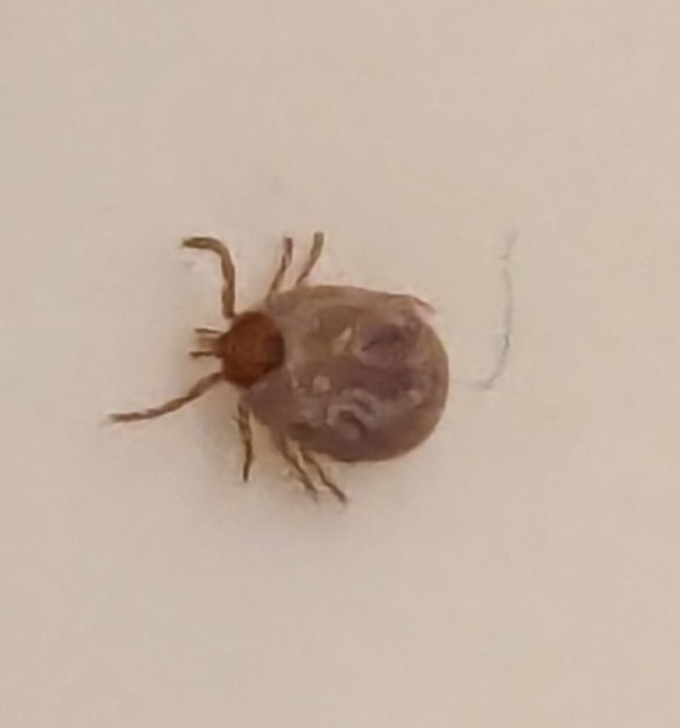Image of a tick