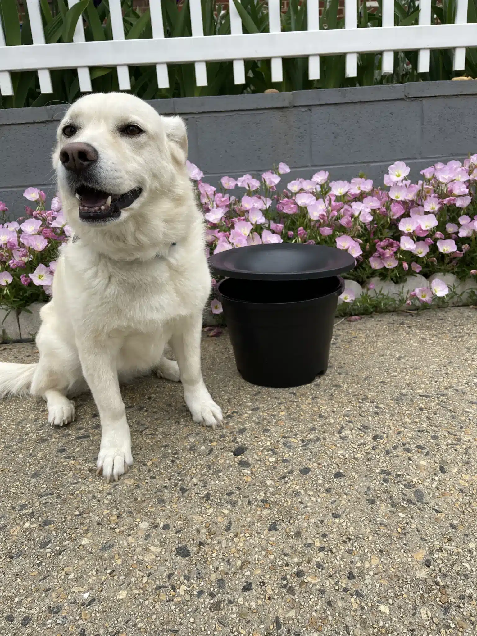 Image of In2Care mosquito control system