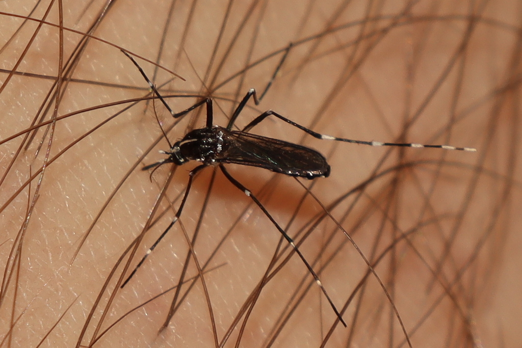 Asian tiger mosquito feeding on skin, showing the distinctive white dorsal stripe found on mosquitoes near Pohick Bay