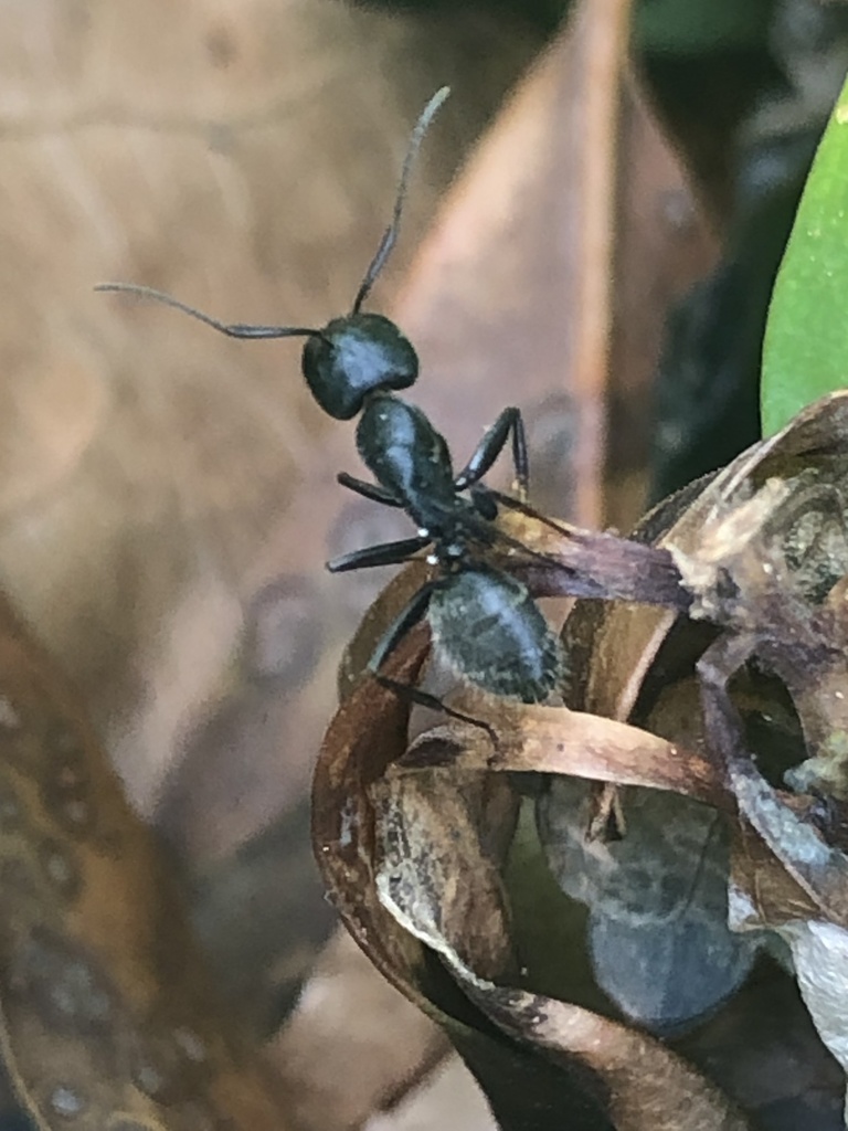 Eastern black carpenter ant foraging in leaf litter at the wooded edge of a Loudoun County Virginia yard