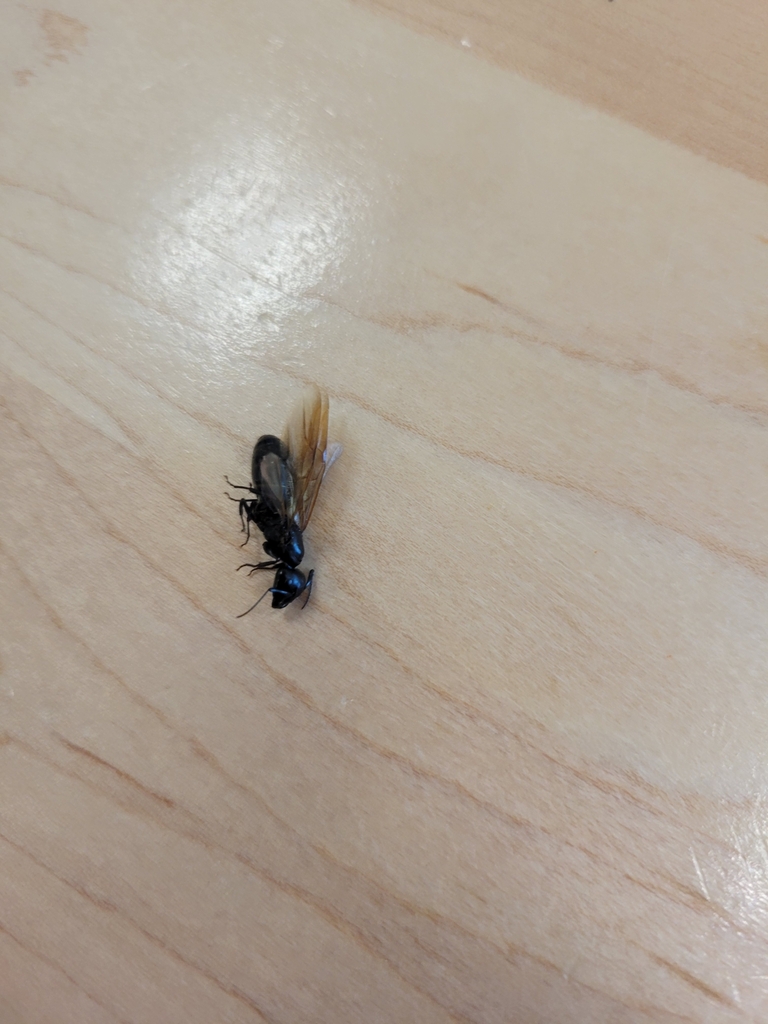 Winged carpenter ant swarmer found on the floor inside a Loudoun County Virginia home in spring