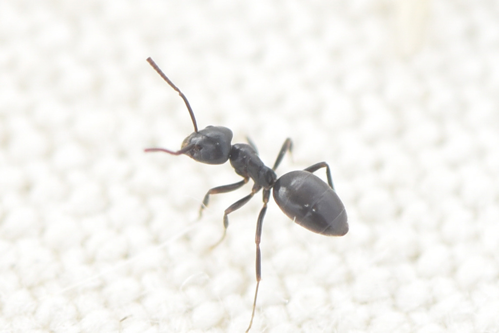 Close-up of an odorous house ant, the small dark ant that trails across Loudoun County Virginia kitchen counters