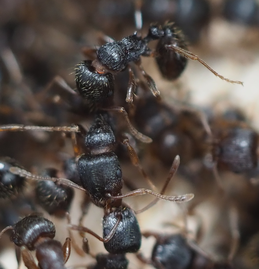 Cluster of pavement ants massed together beneath a slab edge at a Loudoun County Virginia home