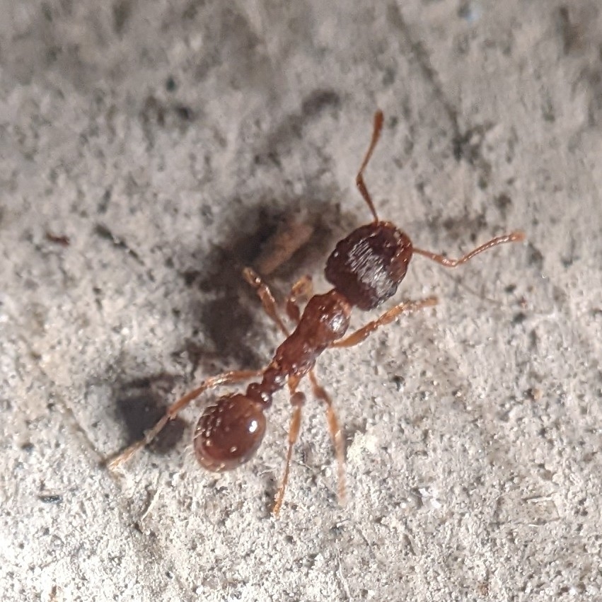 Pavement ant on a concrete surface outside a Loudoun County Virginia home